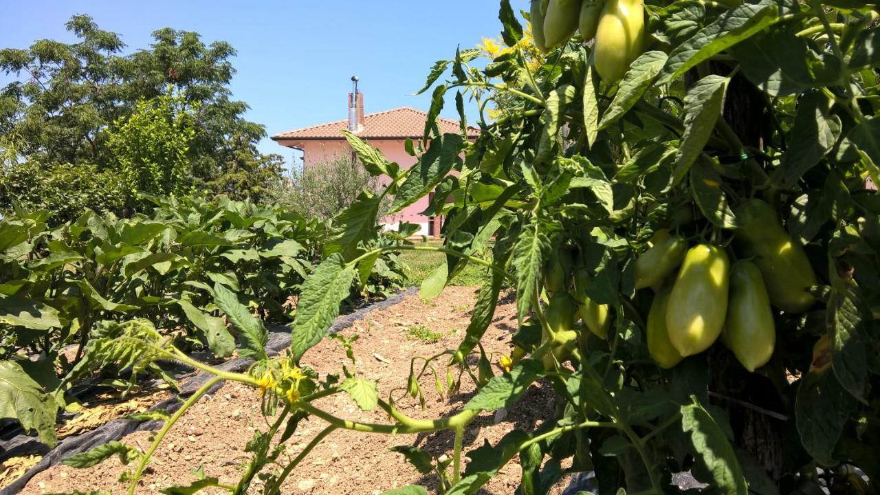B&B Macchia D'Olmo Capaccio Exterior foto